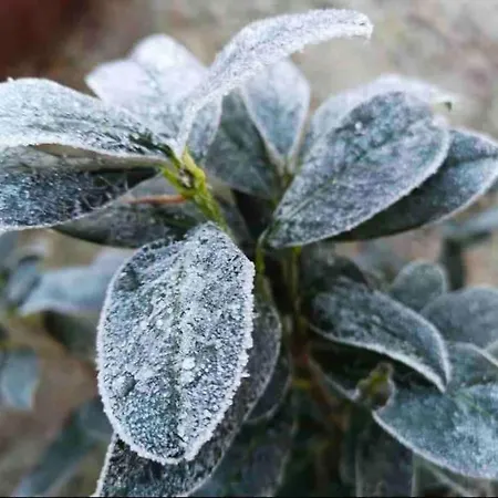 펜션 Partners Haus Clemens - Gemuetliches Holzhaus Mit Grundstueck Nahe Badesee 코니그스부슈터하우젠