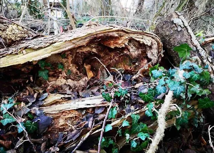 Сasa de vacaciones Partners Haus Clemens - Gemütliches Holzhaus Mit Grundstück Nahe Badesee *